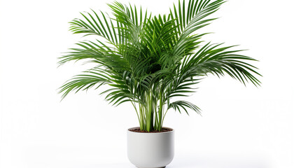 A lush Areca Palm in a pot isolated, white background