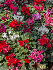 Persian cyclamen blossoming. Colorful plantation of flowers cultivated in pots in greenhouse