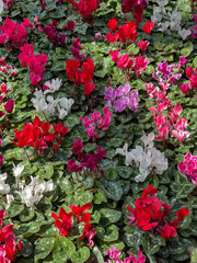 Naklejka premium Persian cyclamen blossoming. Colorful plantation of flowers cultivated in pots in greenhouse