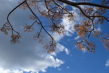 dry branches with fruits of a tropical plant against the sky 5