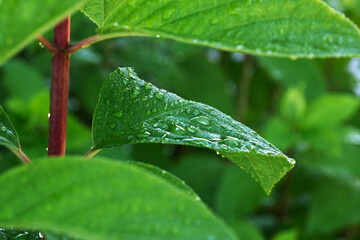 Flowing raindrops on a green leaf in the garden after the rain. Selective focus. Close-up. Macro.