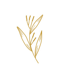 Plants leaves drawing 