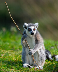 a ring - tailed lemur holds a stick in its mouth © Wirestock