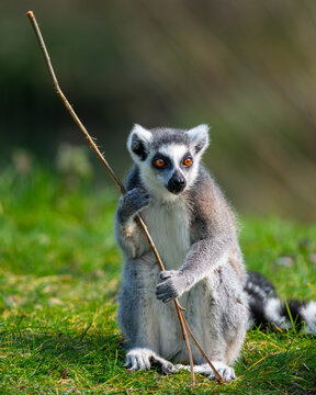 a ring - tailed lemur holds a stick in its mouth