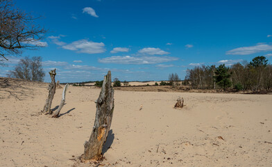 some logs sticking out of the sand of a beach near a blue sky