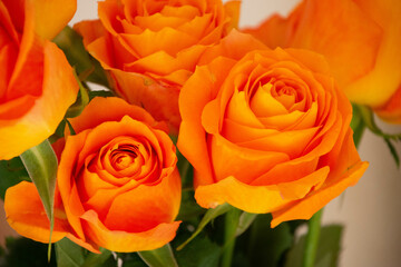 オレンジ色のバラ