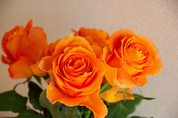 オレンジ色のバラ