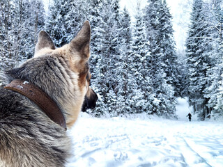 Dog German Shepherd in a forest or in a park in a winter day and white snow arround. Waiting...
