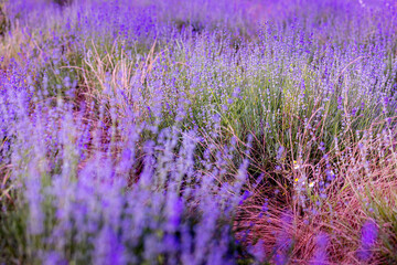 Lavender flower background purple colors