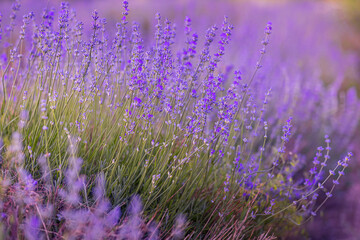 Lavender flowers close-up on blurred background