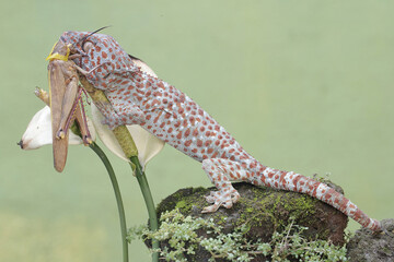A tokay gecko is preying on a grasshopper on moss-covered ground. This reptile has the scientific...