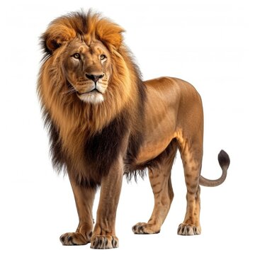 Lion standing side view isolated on white background, photo realistic. © Pixel Pine