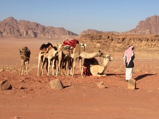 camels in the desert