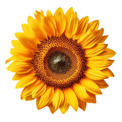 Sunflower flower isolated, png, transparent background.