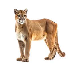 Meubelstickers Puma Mountain Lion standing side view isolated on white background, photo realistic. © Pixel Pine