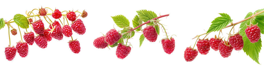 Set of ripe red raspberry with green leaves, cut out - stock png.