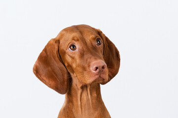 portrait of a Vizsla dog on a white background
