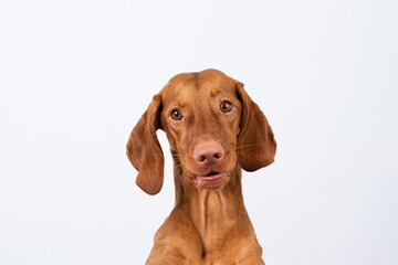 portrait of a Vizsla dog on a white background