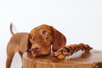 Vizsla dog eating treats on a white background