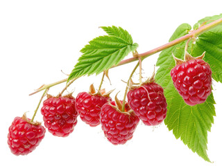 Ripe red raspberry with green leaves, cut out - stock png.