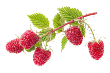 Ripe red raspberry with green leaves, cut out - stock png.