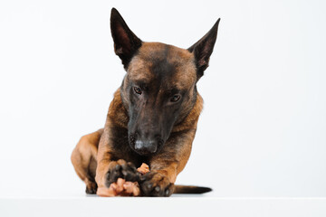 Obraz premium Malinois dog eats treats