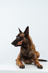 Malinois dog eats treats