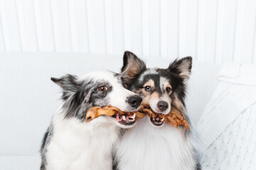 Border collie and sheltie dog on white background with treats