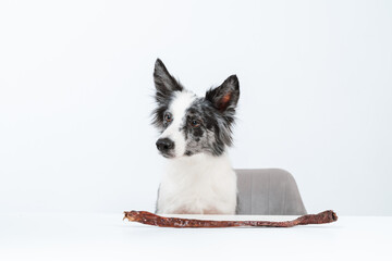 Border collie dog on white background with treats