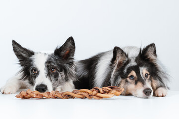 Border collie and sheltie dog on white background with treats