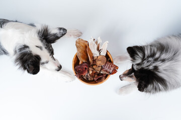 Border collie and sheltie dog on white background with treats