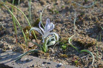 Spring blooming Iris (Juno) subdecolorata