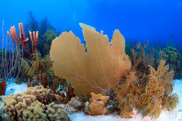 Arrecife y coral