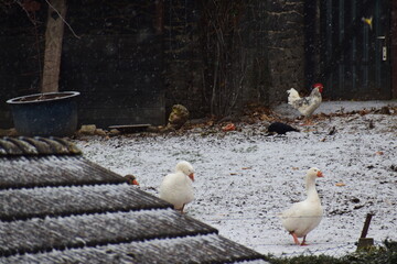 chicken and geese in the snow storm