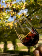 testowanie czerwonego wina na tle dojrzałych winogron