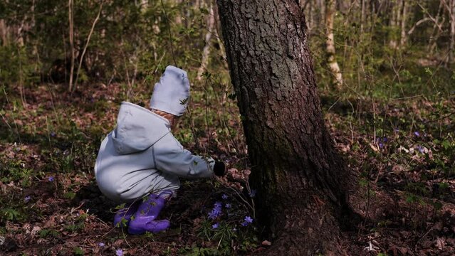 Little girl in violet boots and blue overall picking up violet flowers 