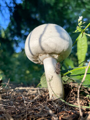 A large white-colored mushroom with a beetle in the woods