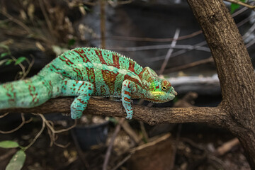 teal chameleon walking on a tree branch