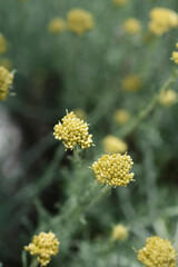 Italian everlasting flower buds