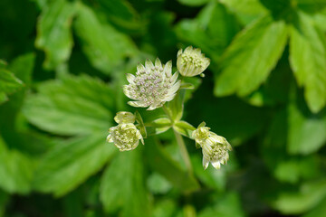 Carnic masterwort flowers