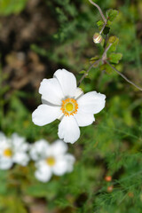 Japanese anemone flower