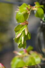 Small-leaved lime new leaves