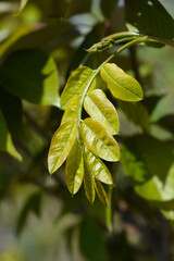 Robinia Pink Cascade leaves