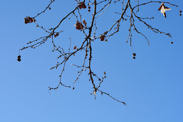 London plane branches in the winter