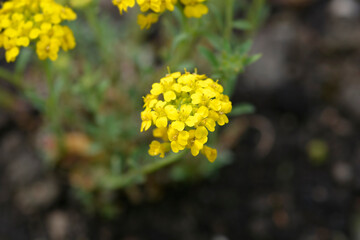 Madwort Golden Spring flowers