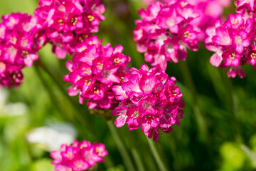 Strand-Grasnelke (Armeria maritima)	