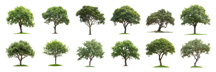 Obraz premium Set of green tree, cut out - stock png.