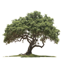 Green tree, cut out - stock png.