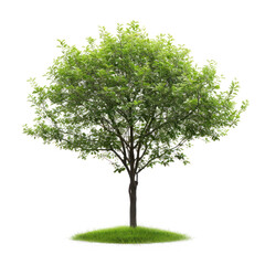 Green tree, cut out - stock png.