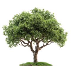 Green tree, cut out - stock png.